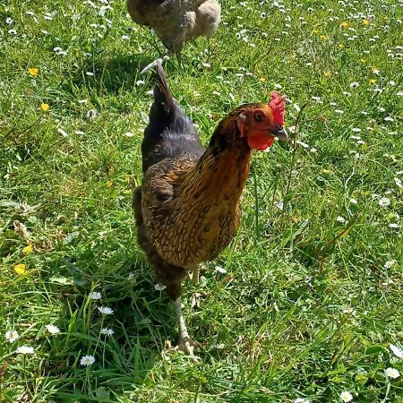 Caravane Vintage Camping Pornichet