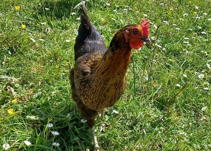 Caravane Vintage Campingplatz Pornichet